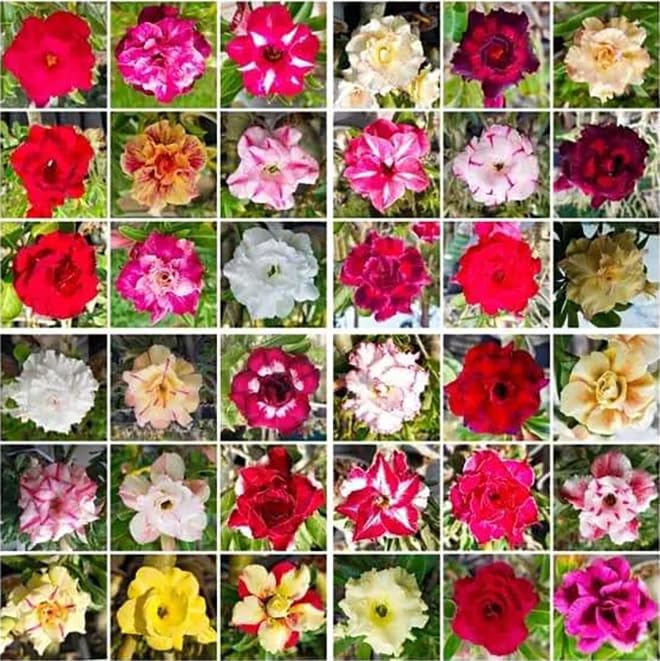 Awesome Industries adenium-obesum seeds collection ready to germinate in warm, well-drained soils