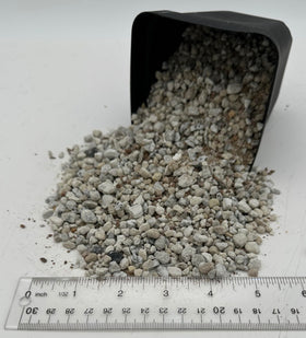 Awesome Industries arid-environment lithops care with fast-drying substrate