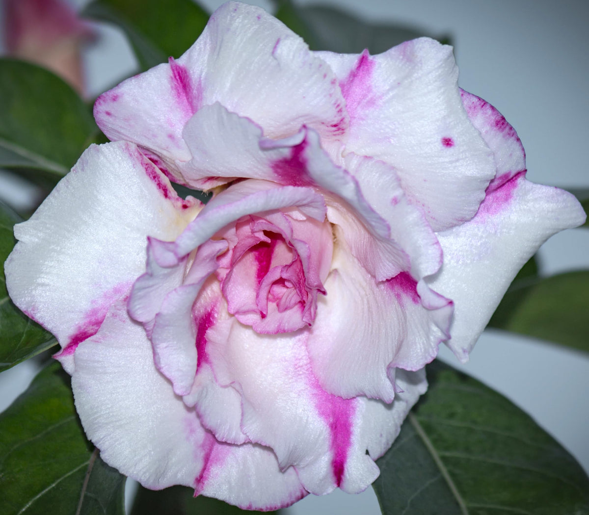 Awesome Industries bright indirect light desert rose seeds invite healthy starter growth
