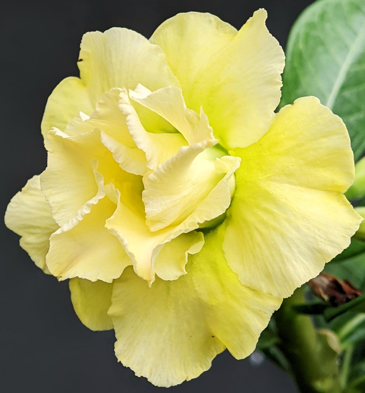 Awesome Industries color-rich blooms from seeds offer exotic garden appeal