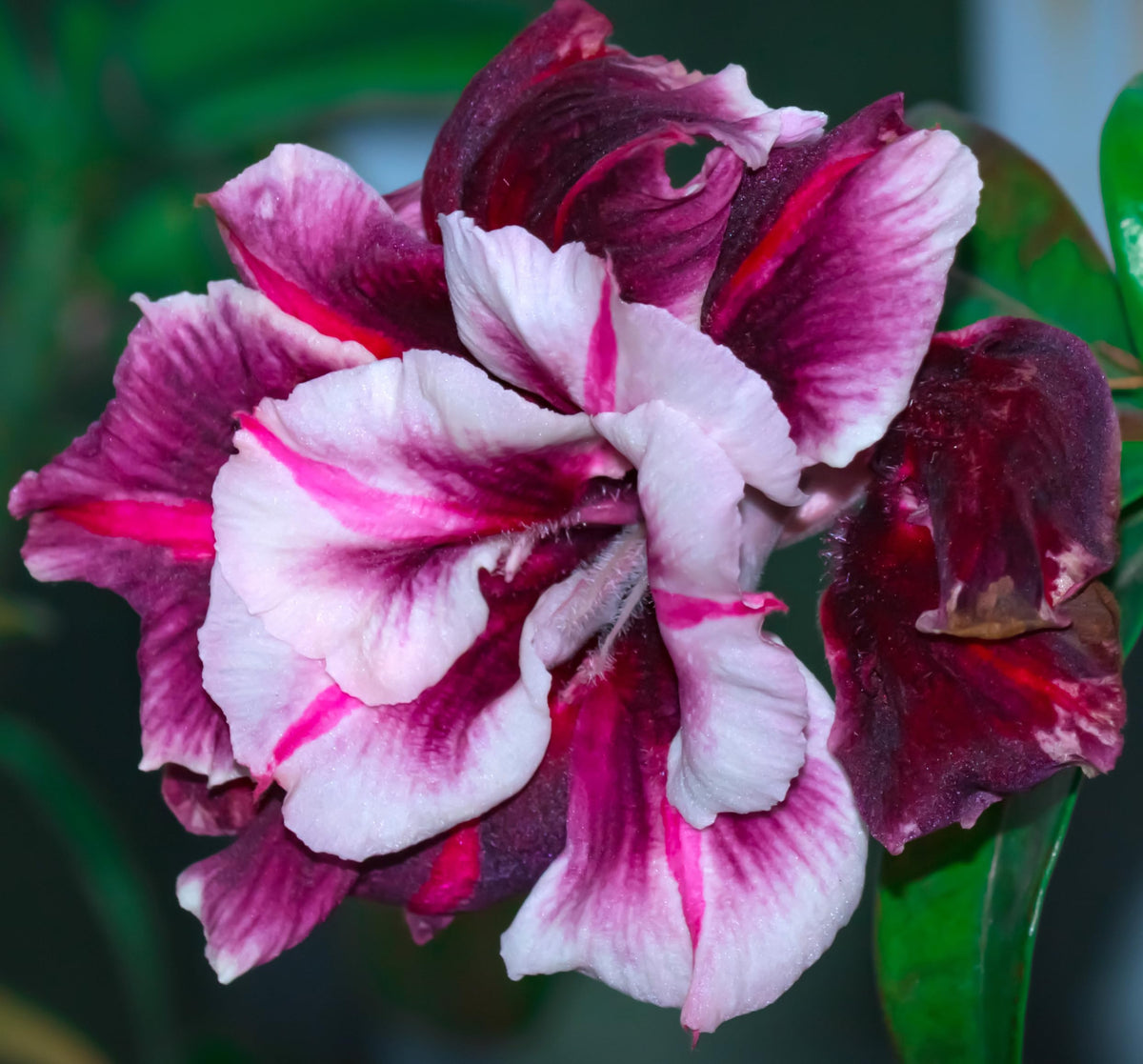 Awesome Industries versatile seeds thrive in containers or garden beds for drama