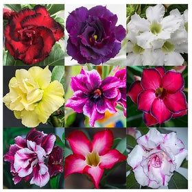 Awesome Industries desert rose seeds in mixed colors for vibrant garden accents and bonsai potential