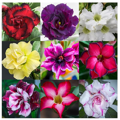 Awesome Industries desert rose seeds in mixed colors for vibrant garden accents and bonsai potential