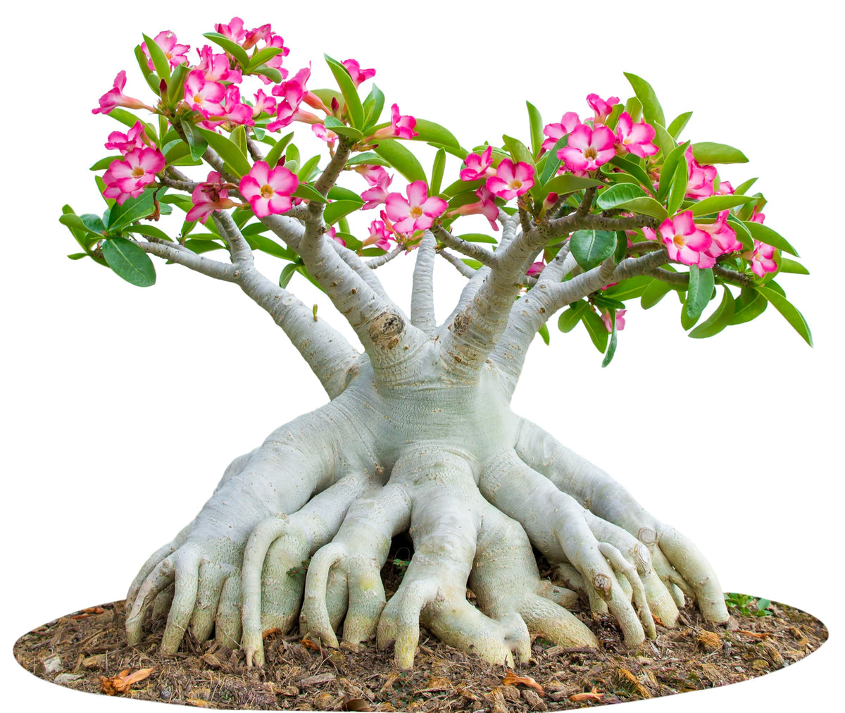 Awesome Industries drought-tolerant rose bonsai seeds suited for outdoor or indoor display