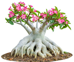 Awesome Industries drought-tolerant rose bonsai seeds suited for outdoor or indoor display