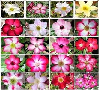 Awesome Industries exotic succulent bonsai seeds ideal for container planting and accent plantings
