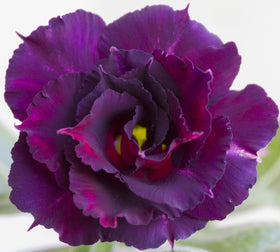 Awesome Industries germination-ready desert rose seeds ready to sprout in a warm, moist environment