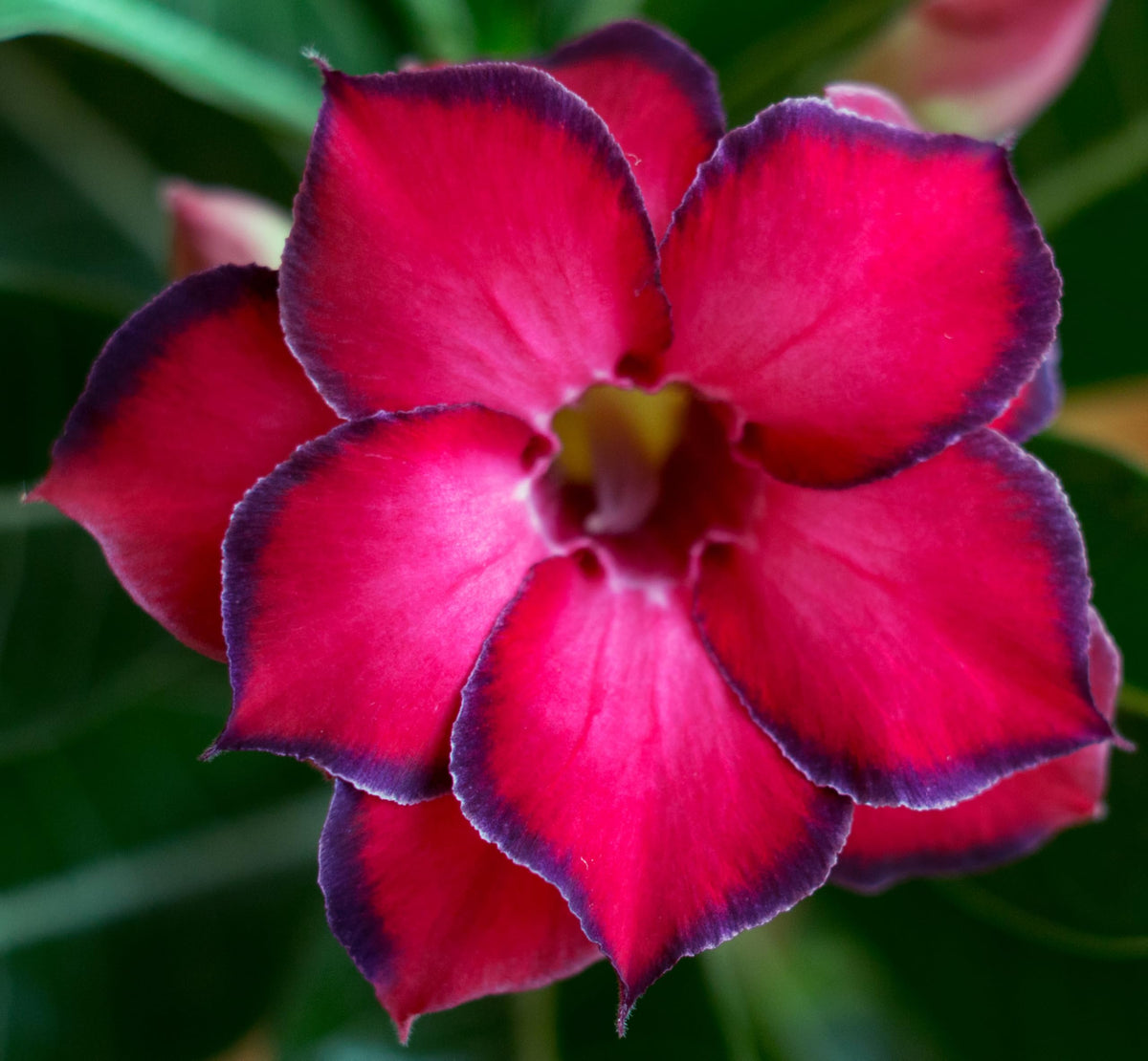 Awesome Industries ornamental desert rose seeds for striking color variation in beds and pots