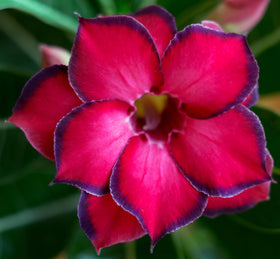 Awesome Industries ornamental desert rose seeds for striking color variation in beds and pots