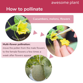 Awesome Plant pollination brush caps—prevents cross contact between plant types