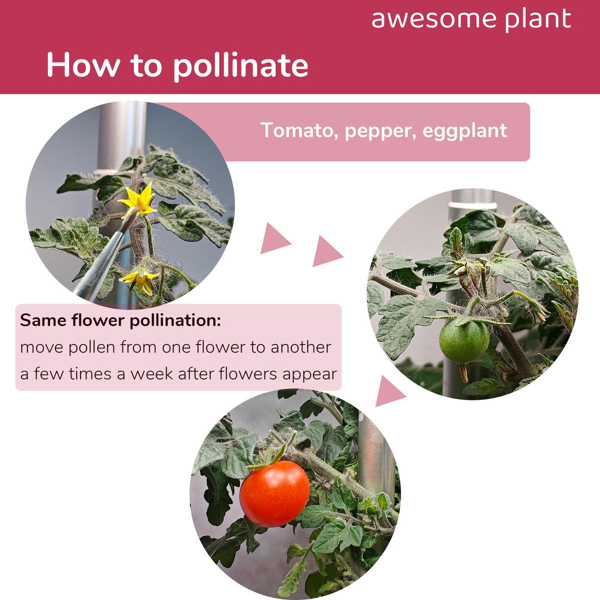 Awesome Plant pollination brush cucumbers—efficient tool for indoor pollination