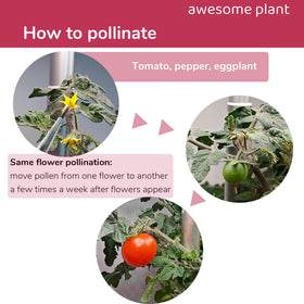 Awesome Plant pollination brush cucumbers—efficient tool for indoor pollination