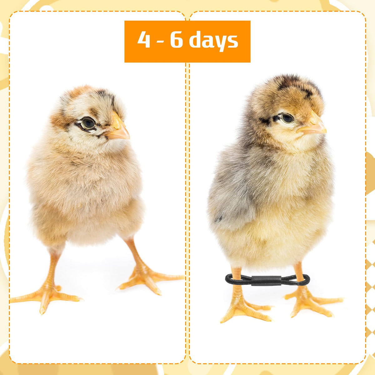 Axafazup leg braces suitable for ducks, quails, and chicks