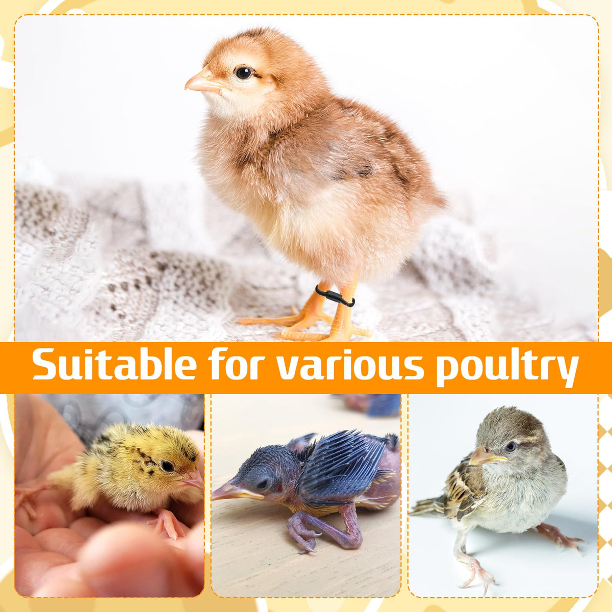Axafazup newborn poultry hobble brace shown on a small hatchling