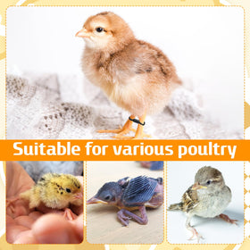 Axafazup newborn poultry hobble brace shown on a small hatchling