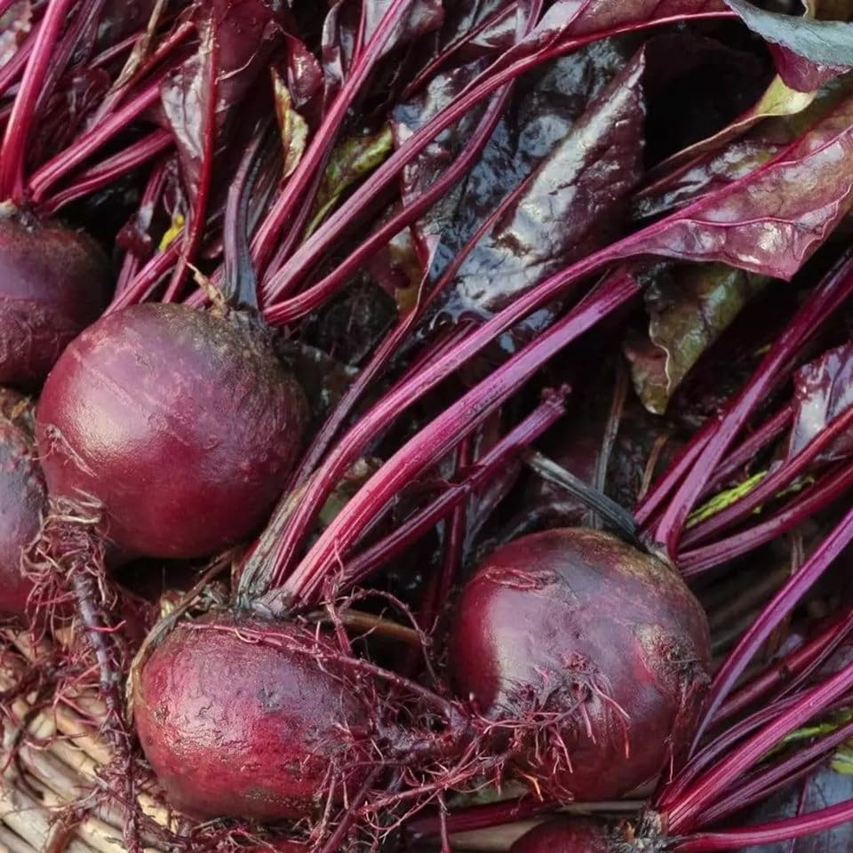 Axel's Garden Seeds Bulls Blood beet leaves close-up, vibrant burgundy foliage ideal for salad garnishes.
