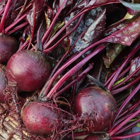 Axel's Garden Seeds Bulls Blood beet leaves close-up, vibrant burgundy foliage ideal for salad garnishes.