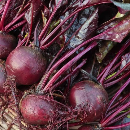 Axel's Garden Seeds Bulls Blood beet leaves close-up, vibrant burgundy foliage ideal for salad garnishes.