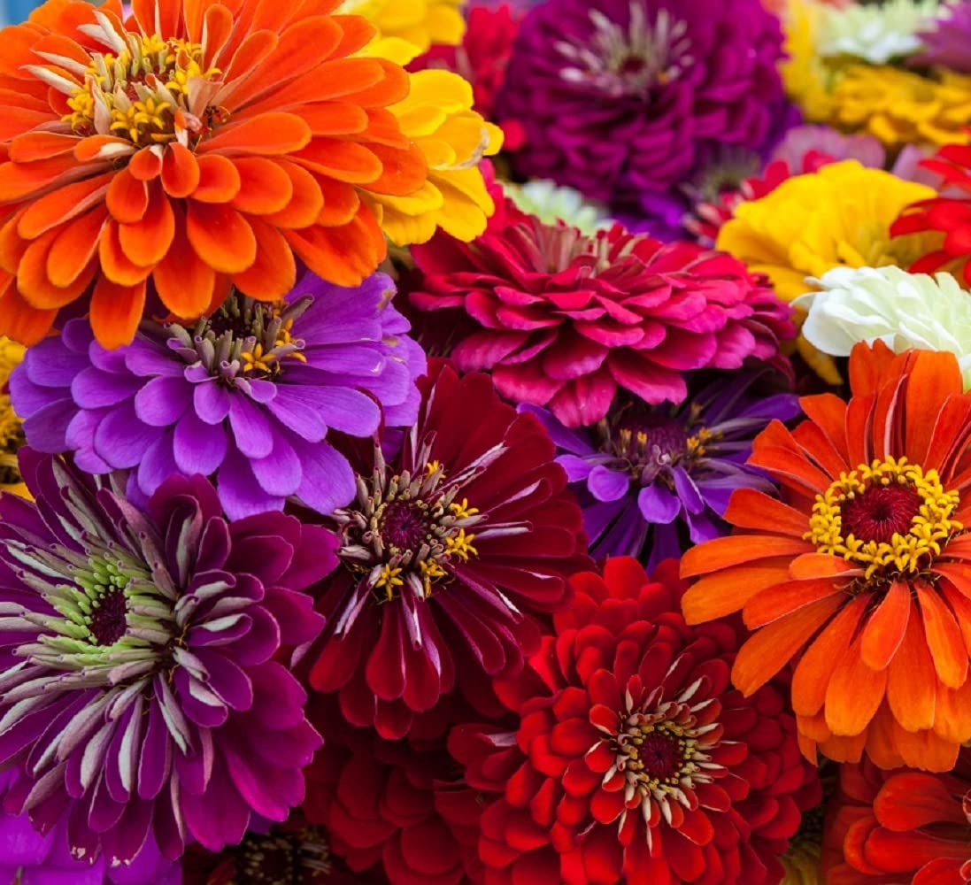 Axel's Garden Seeds California Giant Zinnia packet front for bold summer color in borders.