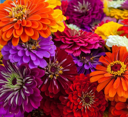 Axel's Garden Seeds California Giant Zinnia packet front for bold summer color in borders.