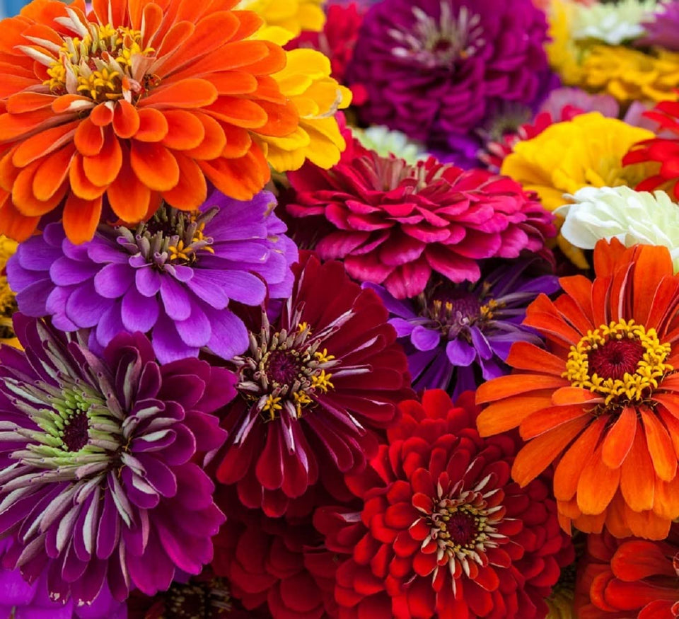 Axel's Garden Seeds California Giant Zinnia packet front for bold summer color in borders.