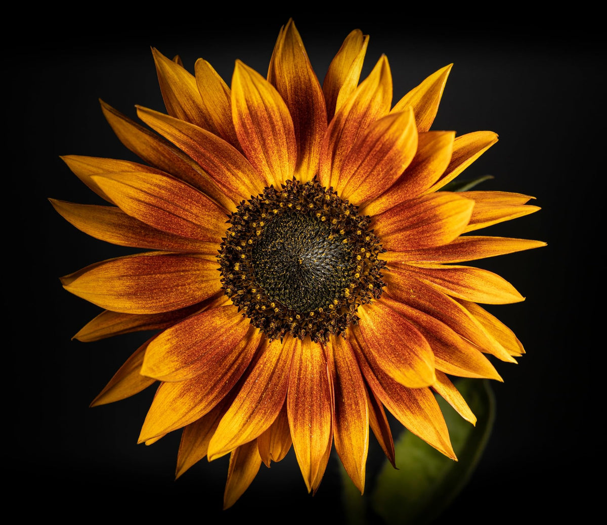 Axel's Garden Seeds easy planting instructions on the packet assist beginners