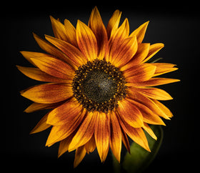 Axel's Garden Seeds easy planting instructions on the packet assist beginners
