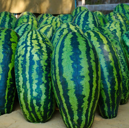 Axel's Garden Seeds Jubilee seed pack ready for home garden planting