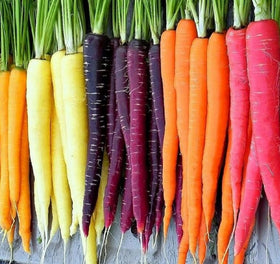 Axels Garden Seeds rainbow carrot seeds packaging for easy planting.
