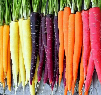 Axels Garden Seeds rainbow carrot seeds packaging for easy planting.