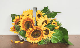 Sunflower mix ideal for borders and color displays in the garden
