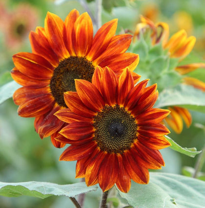 Axel's Garden Seeds sunflower mix pack ready for direct sowing in borders