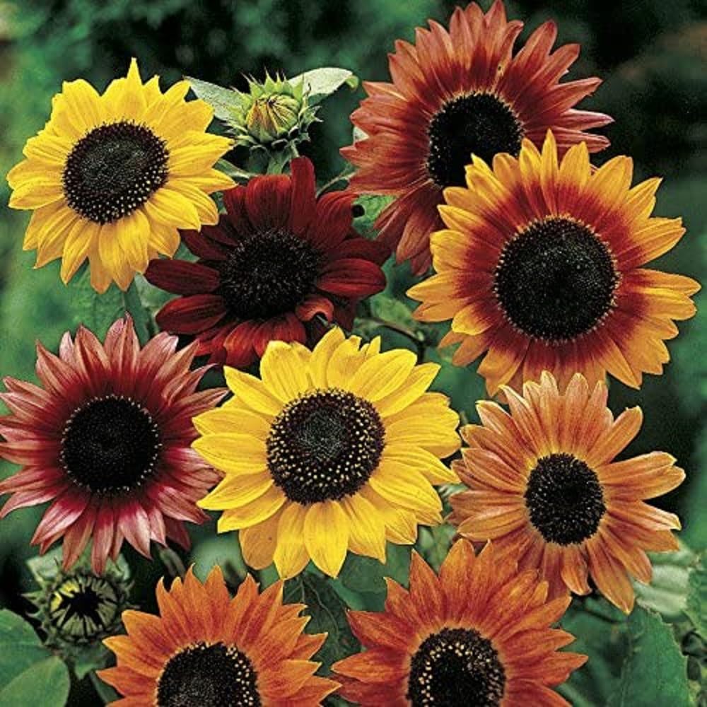 Sunflower mix seeds in hand from Axel's Garden Seeds ready to plant