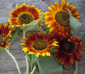 Axel's Garden Seeds premium seeds packet for vibrant blooms and pollinators
