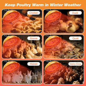 Ayuanb steady warmth in winter brooders for chicks and small pets.