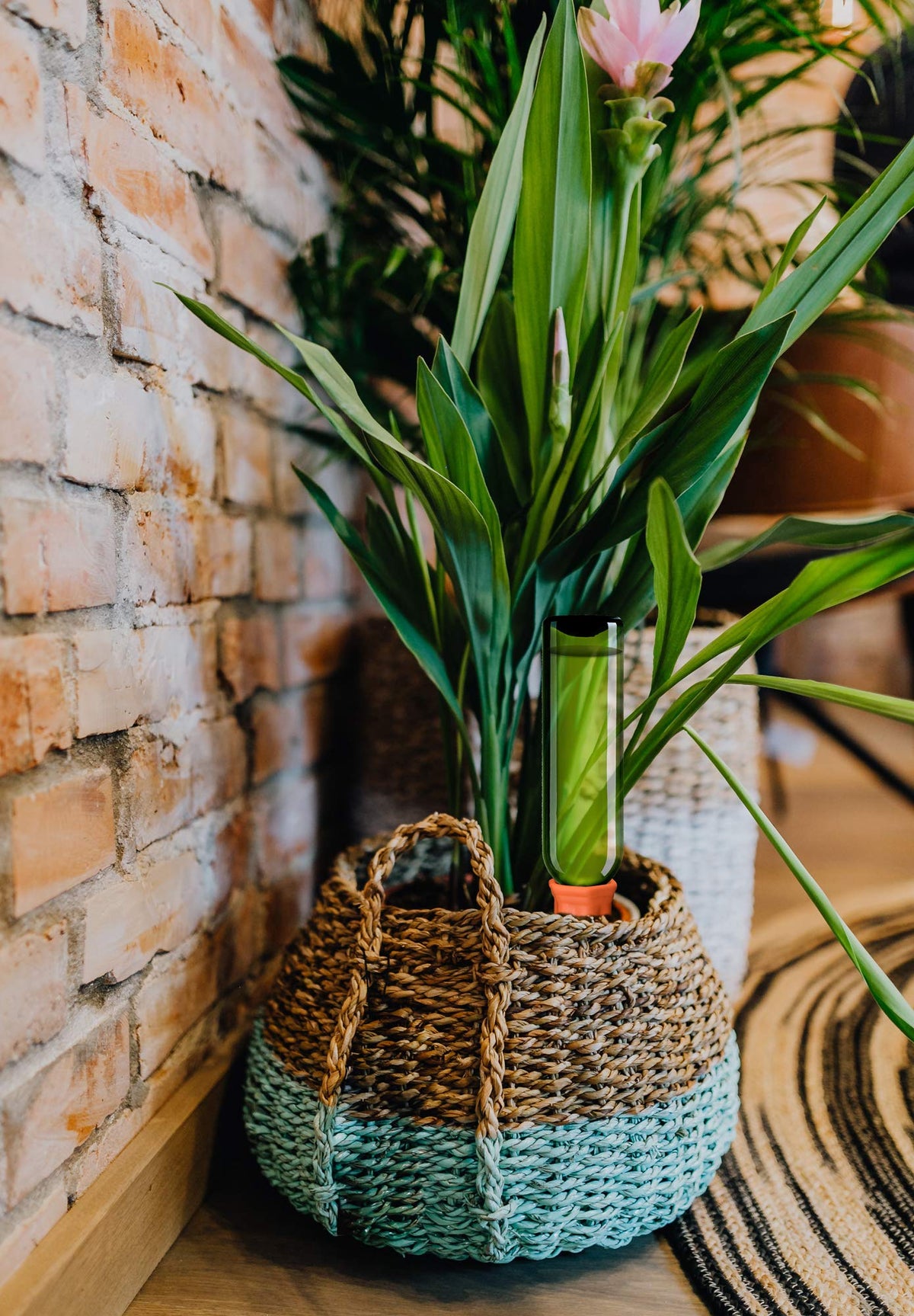 B SEPOR vacation-ready watering spike prevents plant stress.
