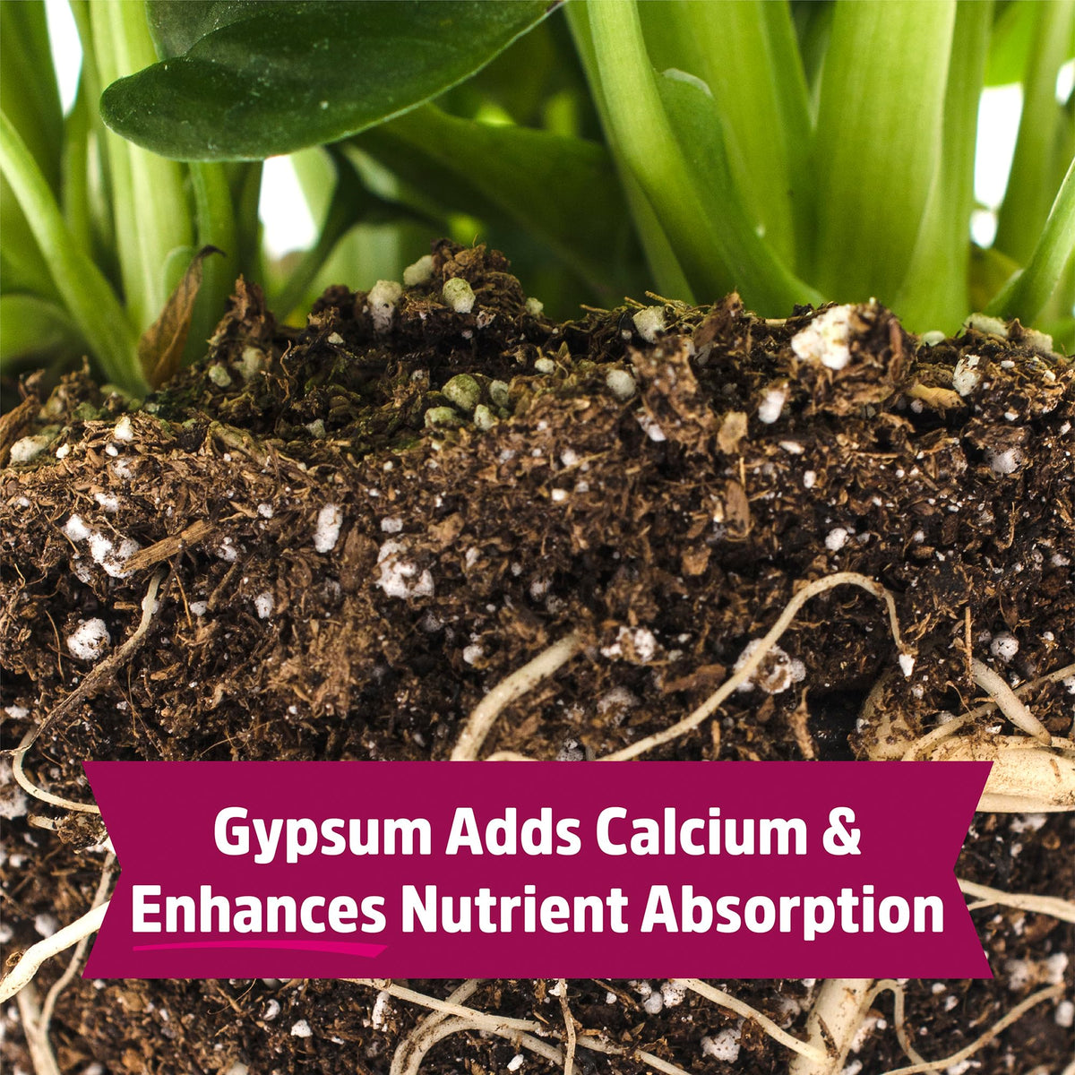 Back to the Roots Blood Meal with Gypsum used on edible plants for richer growth