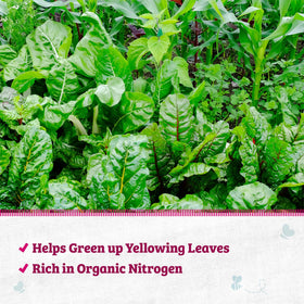 Back to the Roots Blood Meal with Gypsum spread on soil around plants for even feeding