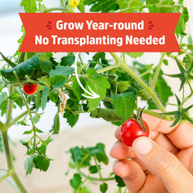 Back to the Roots cherry tomato seeds planted in the kit