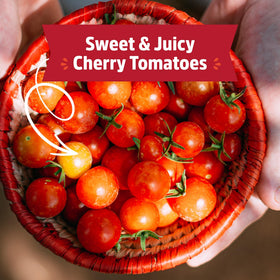 Back to the Roots cherry tomatoes maturing on indoor vines