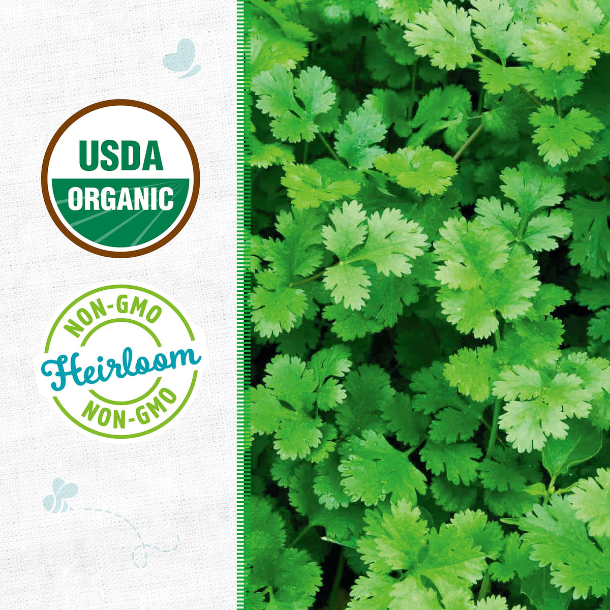 Back to the Roots cilantro leaves harvest close-up shows vibrant, aromatic greens.