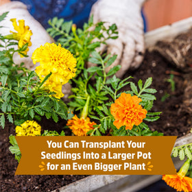Back to the Roots handpicked bouquet-ready blooms from seed to stem.