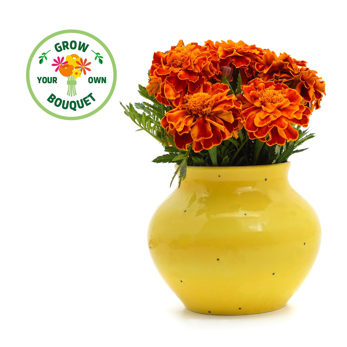 Back to the Roots peat-free plantable pot shown for eco-friendly transplanting.