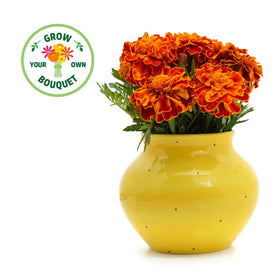 Back to the Roots peat-free plantable pot shown for eco-friendly transplanting.