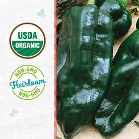 Back to The Roots Poblano seed packet back panel with organic certification and planting tips