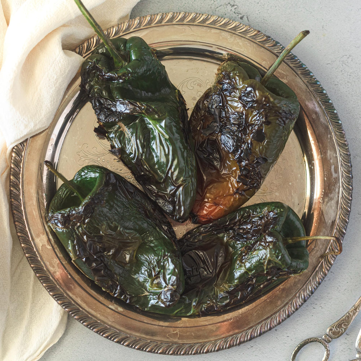 Back to The Roots Poblano seeds germinating in starter pots demonstrating growth potential