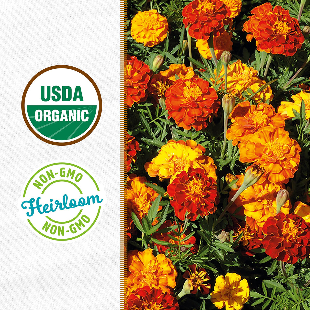 Back to the Roots seed-to-bloom journey from tiny seeds to bright marigolds.