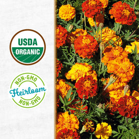 Back to the Roots seed-to-bloom journey from tiny seeds to bright marigolds.