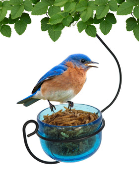 Backyard Essentials bluebird feeder with aqua glass bowl attracts bluebirds to mealworms