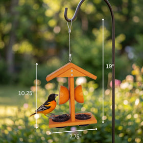 Bright orange color signals ripe fruit and attracts orioles.